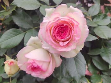 情人节畅销物“玫瑰”竟是切花月季!真玫瑰是谁？