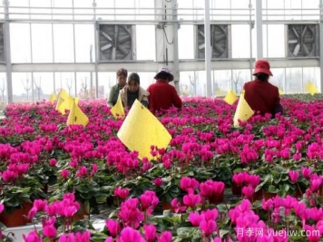 扬州高邮：每天发货30万株，花工厂绽放乡村振兴致富花