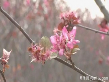 菏泽成武：千亩海棠反季节开花，逆袭深秋成一景