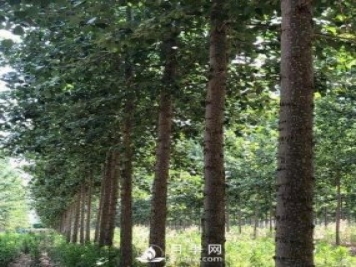 河南周口：培育出不飞絮的杨树新品种