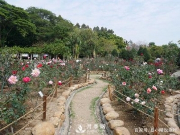 广州“五彩缤纷”的月季花园，开满全园，游客赞道太美了