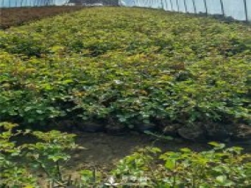 各类盆栽月季上市，南阳杯苗基地全国批发中