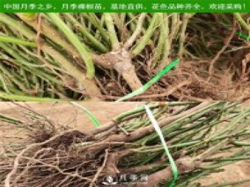 月季裸根苗，小高杆月季和3公分月季树发往陕西