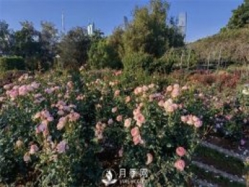 深圳免费月季花展，人民公园月季花盛开