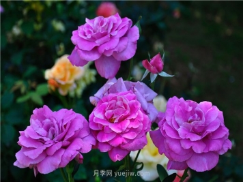 南昌滨江月季园，带你去看天下风流的江西月季花