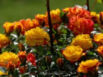 安阳市滑县森林公园月季花开放，赏花打卡正当时