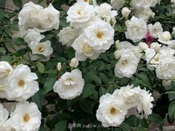 世界上Zui受欢迎的纯白色藤本月季花—藤冰山
