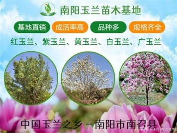行道树的分类，常见的常绿行道树品种有哪些？