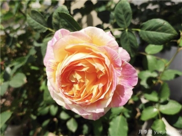 100种玫瑰花的名字，来了解下不同颜色的品种月季