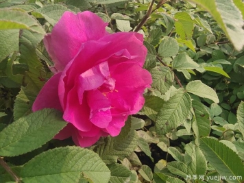 四季玫瑰的种植方法和养护要点
