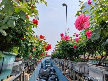1.2万株月季盛开，南昌八一桥景观花廊拥抱春景