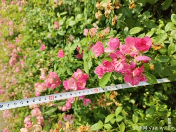 安吉拉月季盆栽苗，60厘米高基地发货