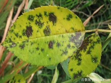 深秋天季节月季出现斑点的病害原因与防治