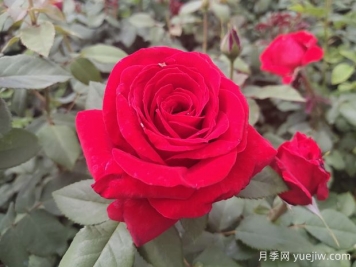 原产中国的玫瑰花(月季花)，是如何成为美国国花的？