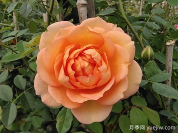中国月季：欧洲玫瑰花的祖宗，为世界园艺做出了巨大贡献