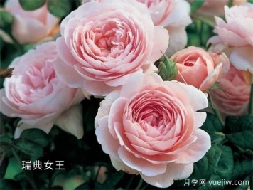 100种月季玫瑰品种图鉴大全，你认识有没有超过10个？