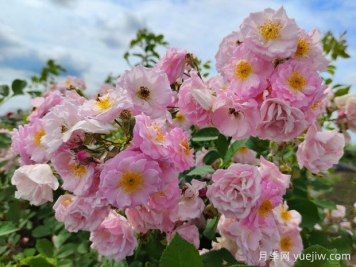 山木香和野蔷薇的辨识区别