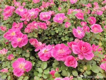 仙境盆栽月季杯苗粉色丰花，绿化工程批发