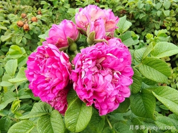 紫枝玫瑰，一年多次开花的绿化玫瑰