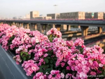 杭州高架月季实现定期开花，是如何进行花期调控的？