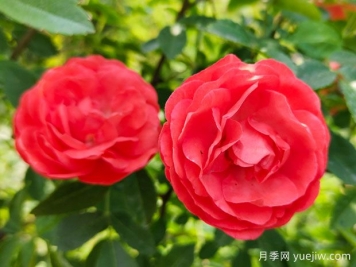 种上木香蔷薇花蛮强爆花，红橙白黄木香你喜欢哪个？