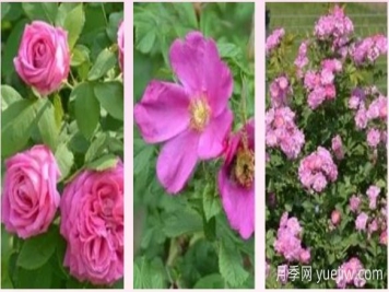 轻松区分月季、玫瑰和蔷薇ROSE三姐妹，不再迷茫于爱情花海