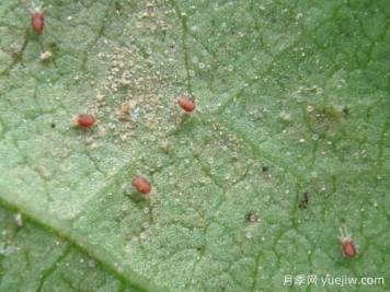 月季常见病虫害之红蜘蛛的习性和防治措施