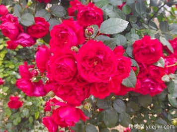 6款红色系的藤本月季品种，适合打造网红花墙