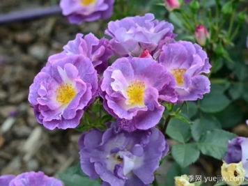月季大千世界，5个令人惊叹的稀有玫瑰品种