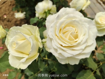十一朵白玫瑰的花语和寓意