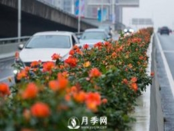 月季花期可调控，看武汉10月中旬月季花艳丽开放