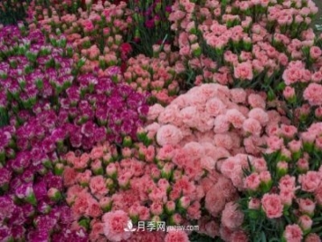 中国6大花市，全国花卉批发市场介绍