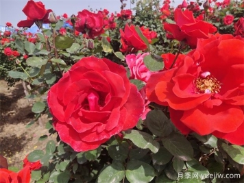 月季、玫瑰、蔷薇分别是什么？如何区别？