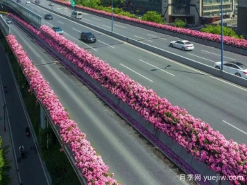 杭州高架月季初开，2024年又到走花路时间
