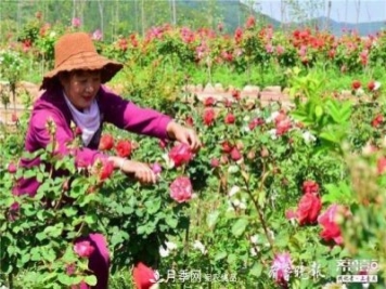山东淄博沂源60亩月季花竞放，美丽产业助推特色乡村旅游