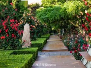秦皇岛适合养月季花，市花和市树是什么