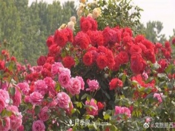肥西县三河镇百亩树状月季园：花开正艳，产业增收