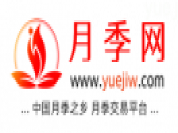 中国上海龙凤419，月季品种介绍和养护知识分享专业网站